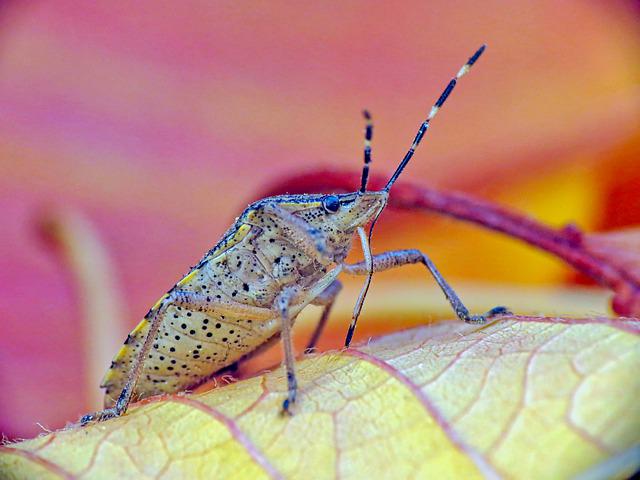 How To Keep Bed Bugs Away Here're 20 Top Tips